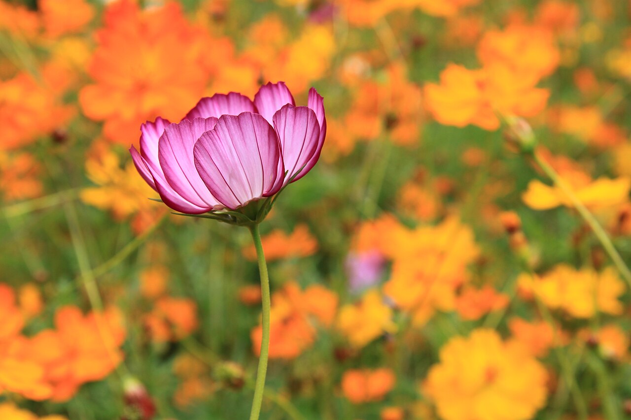 fleurs violettes jardin
