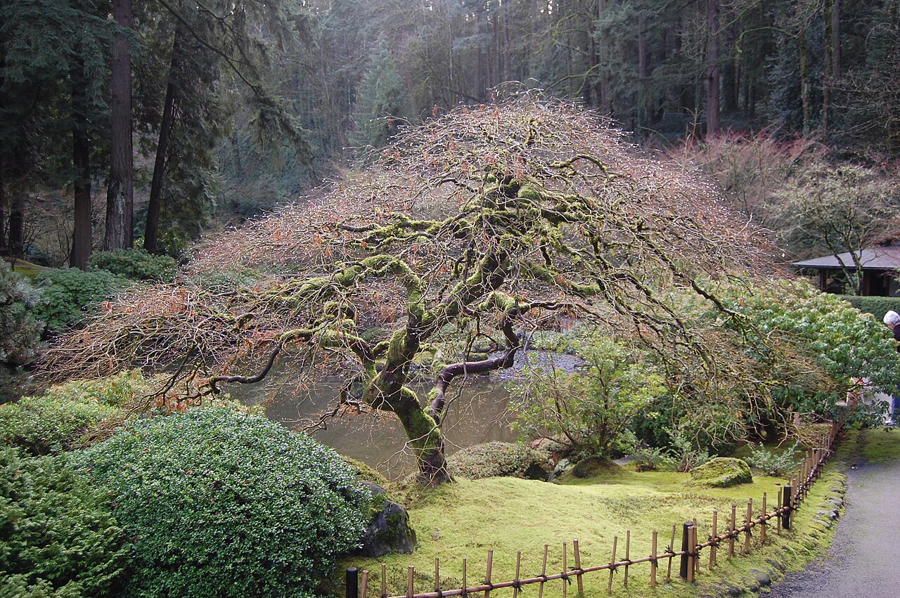 jardin japonais érables