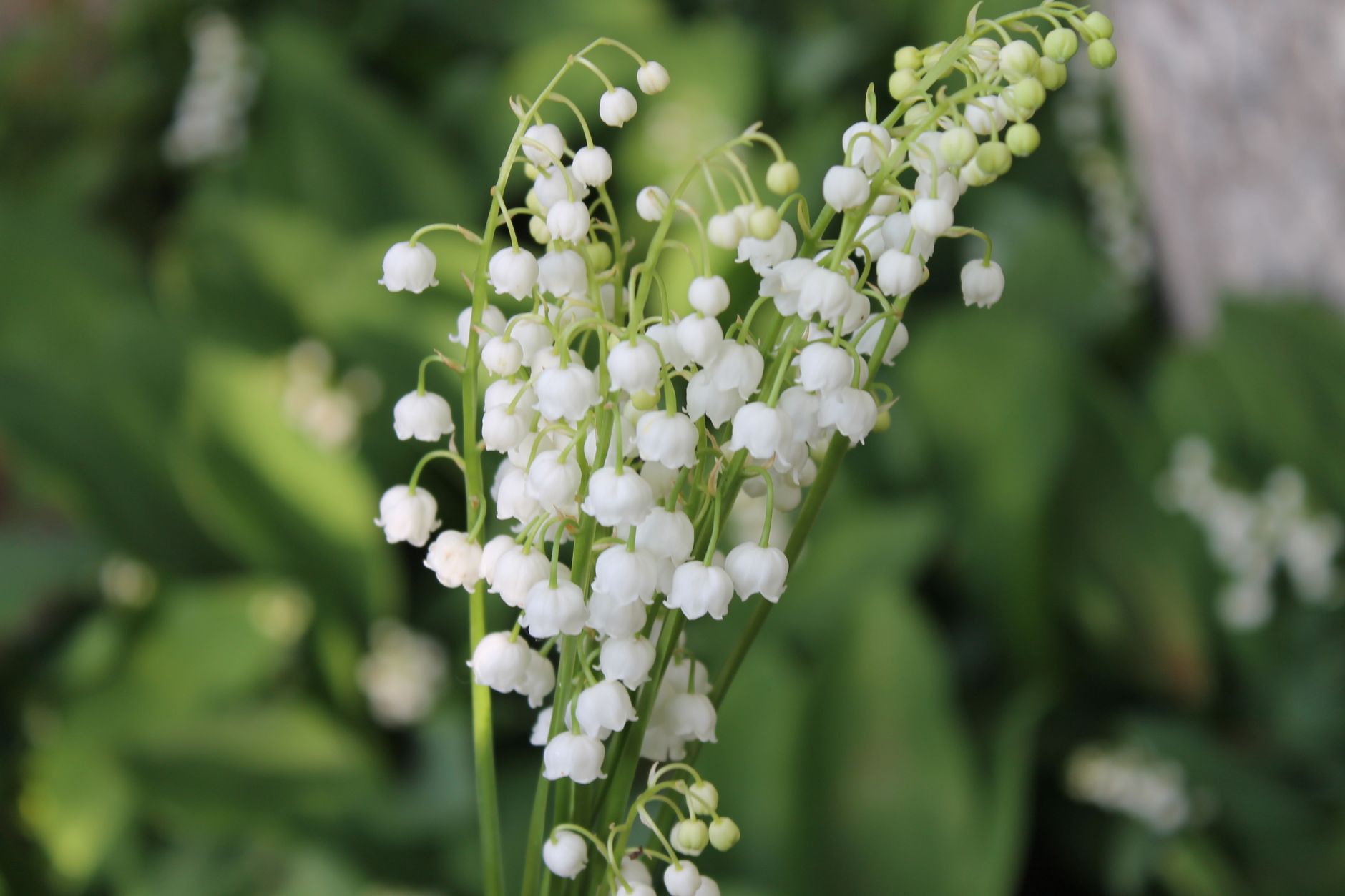 muguet jardin printemps