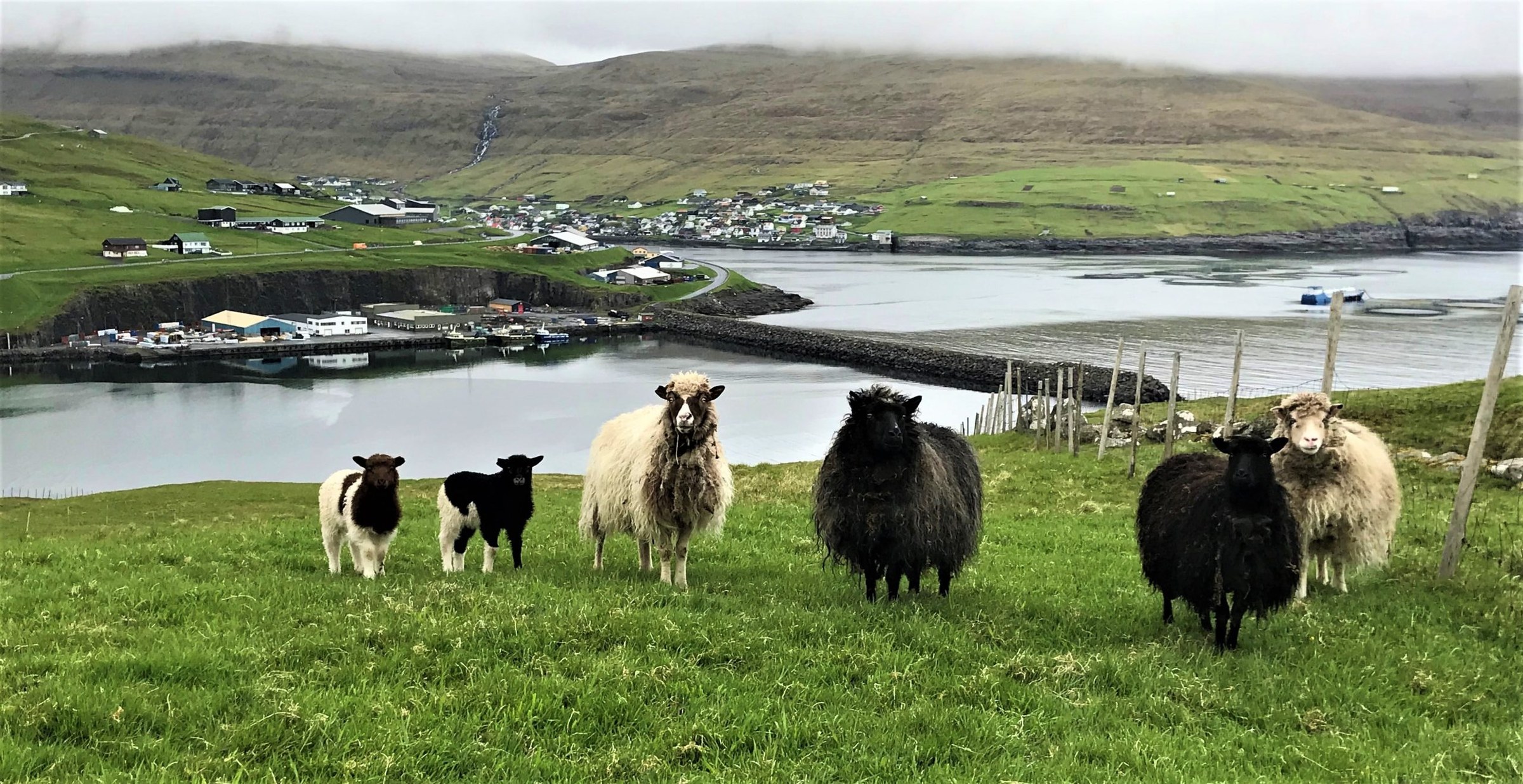 Falaises verdoyantes et moutons face à l'océan aux Îles Féroé
